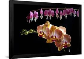 Flower mix bleeding heart and orchid hang together-Charles Bowman-Framed Photographic Print