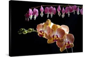 Flower mix bleeding heart and orchid hang together-Charles Bowman-Stretched Canvas
