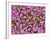 Flower of a parsley plant-Micro Discovery-Framed Photographic Print