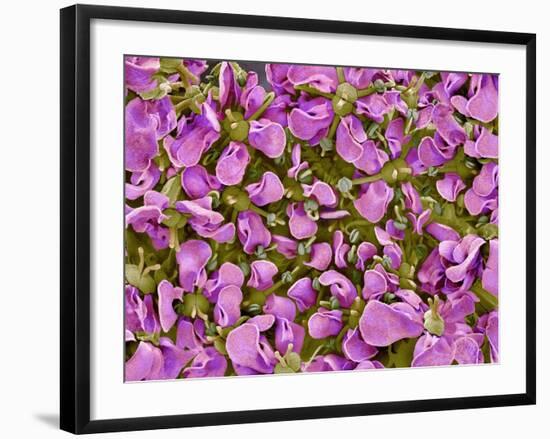 Flower of a parsley plant-Micro Discovery-Framed Photographic Print