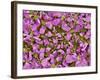 Flower of a parsley plant-Micro Discovery-Framed Photographic Print