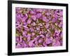 Flower of a parsley plant-Micro Discovery-Framed Photographic Print