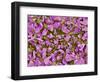 Flower of a parsley plant-Micro Discovery-Framed Photographic Print