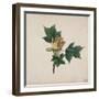 Flower of a Tulip Tree-null-Framed Giclee Print