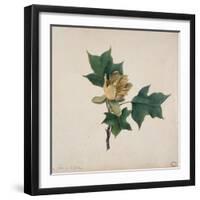 Flower of a Tulip Tree-null-Framed Giclee Print