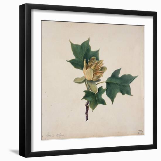 Flower of a Tulip Tree-null-Framed Giclee Print