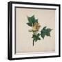 Flower of a Tulip Tree-null-Framed Giclee Print