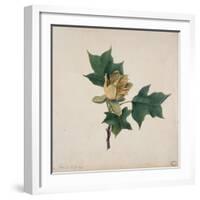 Flower of a Tulip Tree-null-Framed Giclee Print