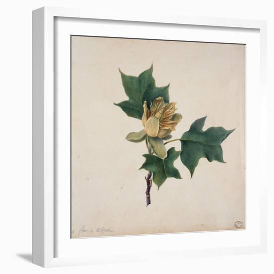 Flower of a Tulip Tree-null-Framed Giclee Print