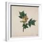 Flower of a Tulip Tree-null-Framed Giclee Print