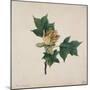 Flower of a Tulip Tree-null-Mounted Giclee Print