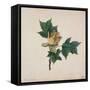 Flower of a Tulip Tree-null-Framed Stretched Canvas