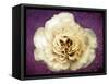 Flower of a White Rose, Texture, Birds, Composing-Alaya Gadeh-Framed Stretched Canvas