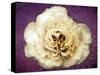 Flower of a White Rose, Texture, Birds, Composing-Alaya Gadeh-Stretched Canvas