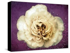 Flower of a White Rose, Texture, Birds, Composing-Alaya Gadeh-Stretched Canvas