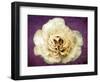 Flower of a White Rose, Texture, Birds, Composing-Alaya Gadeh-Framed Photographic Print
