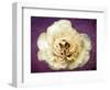 Flower of a White Rose, Texture, Birds, Composing-Alaya Gadeh-Framed Photographic Print