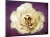 Flower of a White Rose, Texture, Birds, Composing-Alaya Gadeh-Mounted Photographic Print