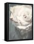 Flower of a White Rose, Texture, Composing-Alaya Gadeh-Framed Stretched Canvas