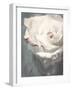 Flower of a White Rose, Texture, Composing-Alaya Gadeh-Framed Photographic Print