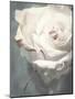 Flower of a White Rose, Texture, Composing-Alaya Gadeh-Mounted Photographic Print