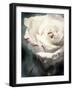 Flower of a White Rose, Texture, Composing-Alaya Gadeh-Framed Photographic Print