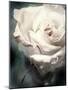 Flower of a White Rose, Texture, Composing-Alaya Gadeh-Mounted Photographic Print