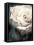 Flower of a White Rose, Texture, Composing-Alaya Gadeh-Framed Stretched Canvas