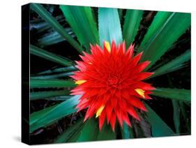 Flower of Bromeliad, Wild Pineapple, Barro Colorado Island, Panama-Christian Ziegler-Stretched Canvas