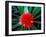 Flower of Bromeliad, Wild Pineapple, Barro Colorado Island, Panama-Christian Ziegler-Framed Photographic Print