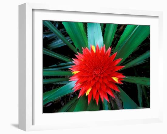 Flower of Bromeliad, Wild Pineapple, Barro Colorado Island, Panama-Christian Ziegler-Framed Photographic Print
