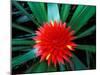 Flower of Bromeliad, Wild Pineapple, Barro Colorado Island, Panama-Christian Ziegler-Mounted Photographic Print