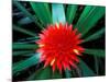 Flower of Bromeliad, Wild Pineapple, Barro Colorado Island, Panama-Christian Ziegler-Mounted Photographic Print