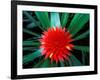 Flower of Bromeliad, Wild Pineapple, Barro Colorado Island, Panama-Christian Ziegler-Framed Photographic Print