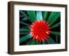 Flower of Bromeliad, Wild Pineapple, Barro Colorado Island, Panama-Christian Ziegler-Framed Photographic Print