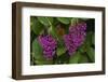 Flower of Pink Maiden-Craig Lovell-Framed Photographic Print