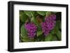 Flower of Pink Maiden-Craig Lovell-Framed Photographic Print