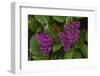 Flower of Pink Maiden-Craig Lovell-Framed Photographic Print