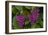 Flower of Pink Maiden-Craig Lovell-Framed Photographic Print