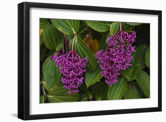 Flower of Pink Maiden-Craig Lovell-Framed Photographic Print