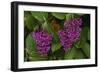 Flower of Pink Maiden-Craig Lovell-Framed Photographic Print