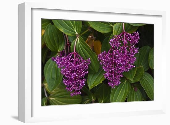 Flower of Pink Maiden-Craig Lovell-Framed Photographic Print