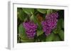 Flower of Pink Maiden-Craig Lovell-Framed Photographic Print