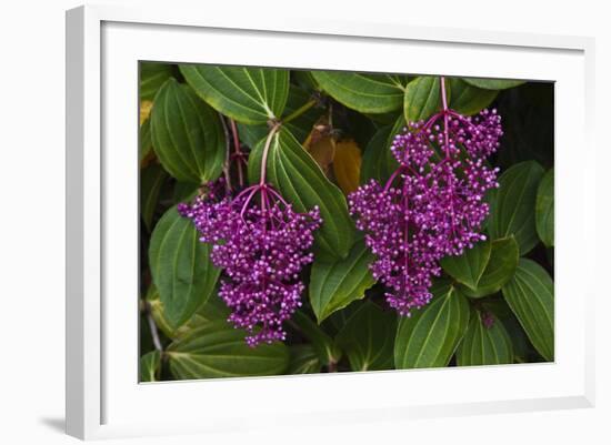 Flower of Pink Maiden-Craig Lovell-Framed Photographic Print