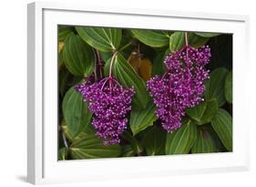 Flower of Pink Maiden-Craig Lovell-Framed Photographic Print