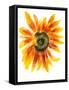 Flower of Sunflower-shoshina-Framed Stretched Canvas
