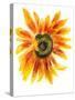 Flower of Sunflower-shoshina-Stretched Canvas
