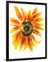 Flower of Sunflower-shoshina-Framed Art Print