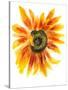 Flower of Sunflower-shoshina-Stretched Canvas