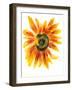 Flower of Sunflower-shoshina-Framed Art Print